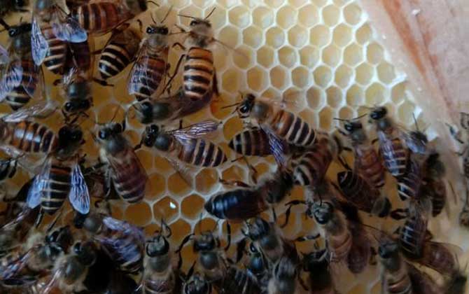 怎么从蜂群中找到蜂王