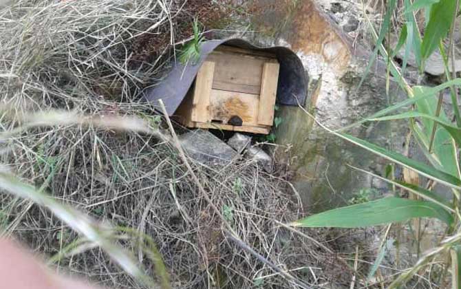 怎样提高诱蜂箱的诱蜂力