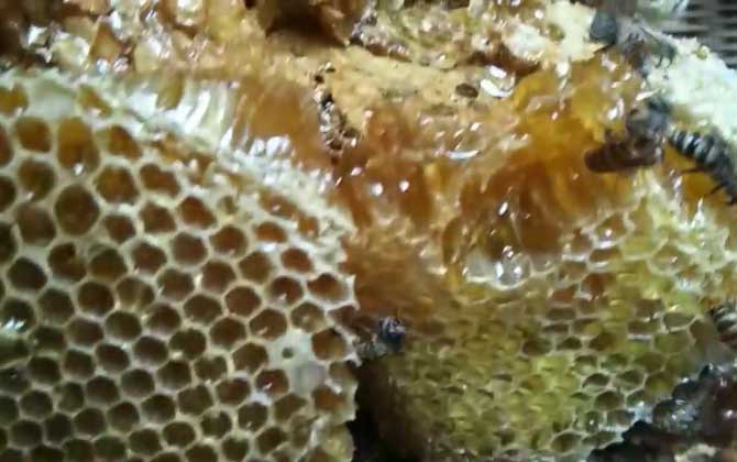 真正土蜂蜜多少钱一斤