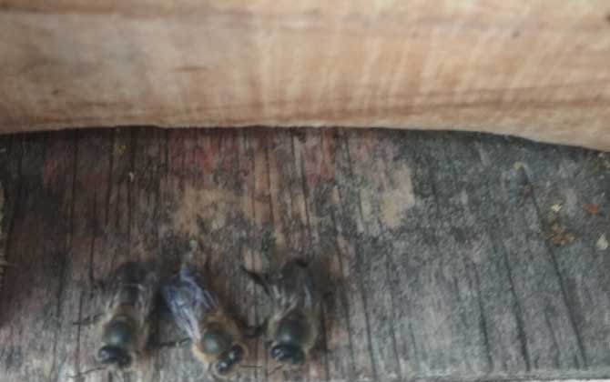 中蜂失王还采花粉和花蜜吗