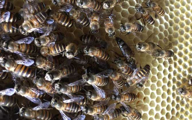 中蜂喂白糖的危害有哪些