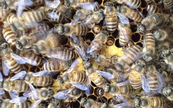 中蜂怎么合群容易接受