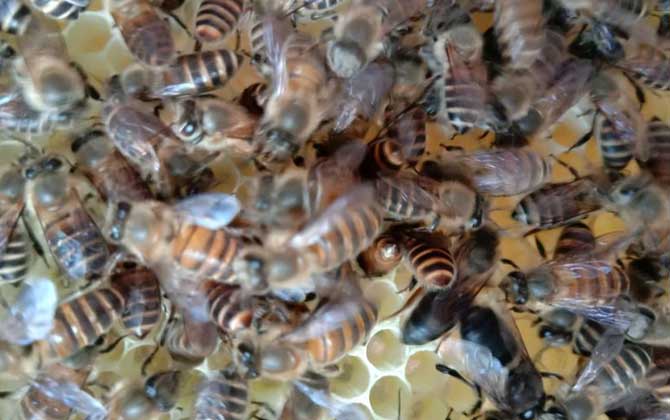 中蜂天天喂糖水发展快吗