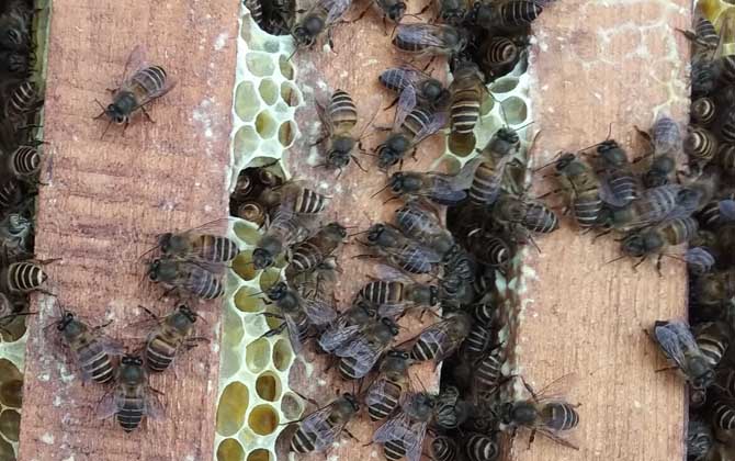 中蜂群出售60元一脾贵吗