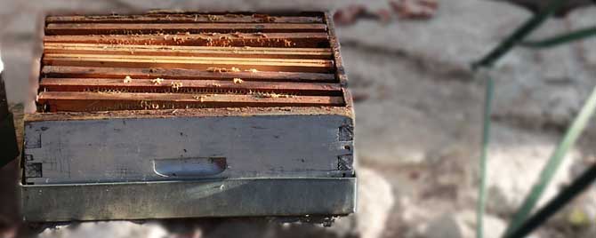 30元一个蜂箱是真的吗