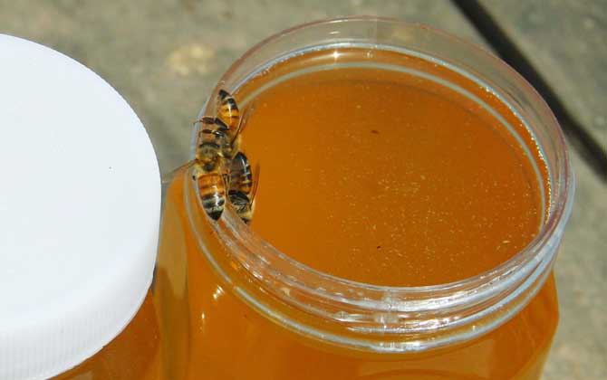 正宗柑橘蜜价格多少钱一斤