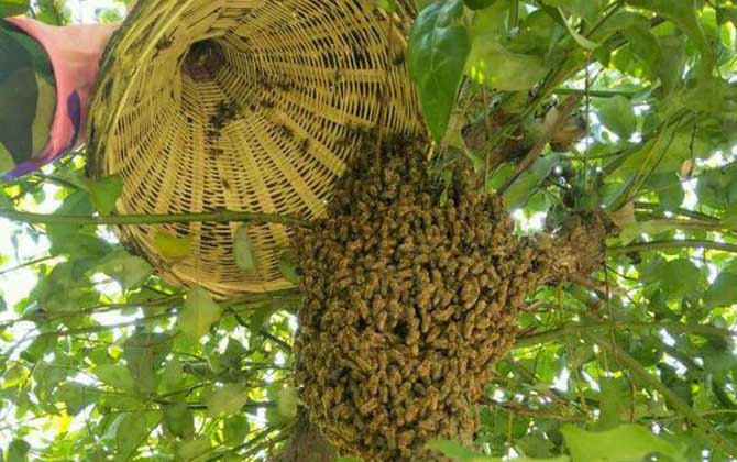 收蜂怎么判断有没有蜂王