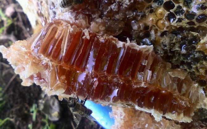 土蜜蜂几月份才能割蜜