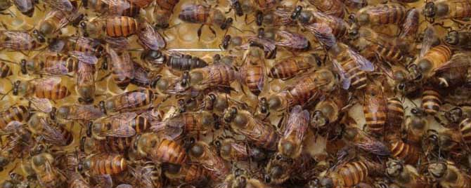 白天能合并蜂群吗