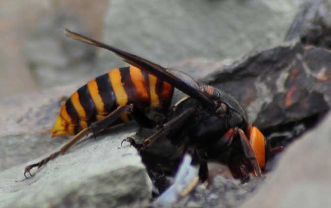 地雷蜂和虎头蜂哪个厉害
