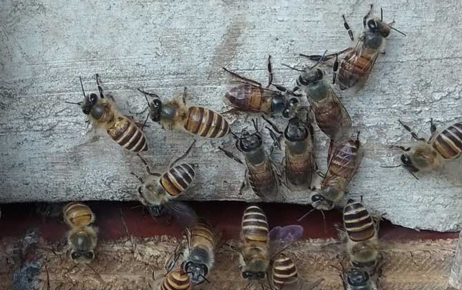 蜜蜂不出门是不是病了