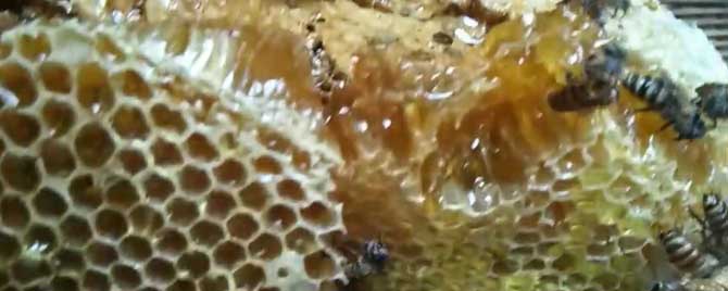 蜂巢蜜怎么保存才不变质