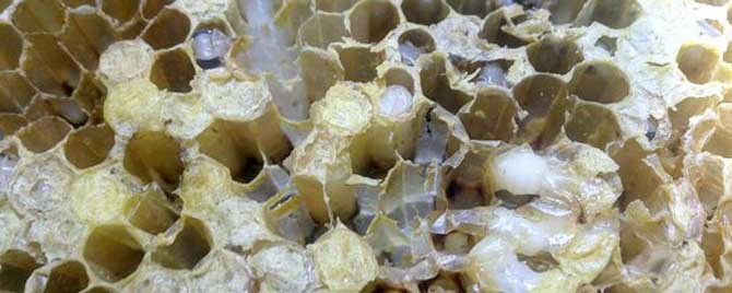 蜂箱里长棉虫用什么药