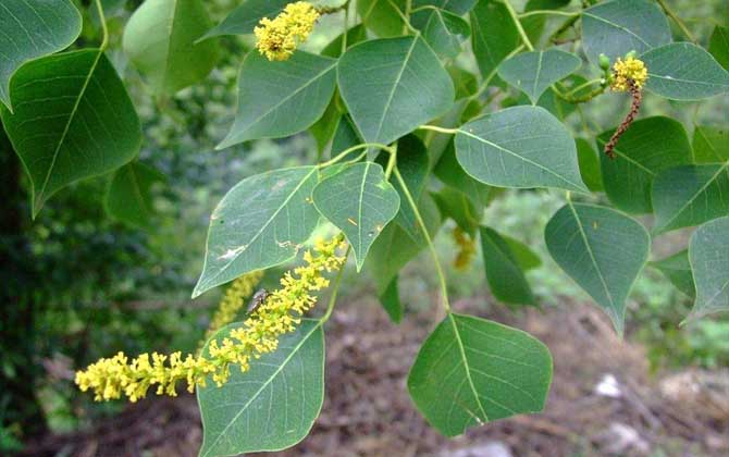 乌桕流蜜期是什么时候