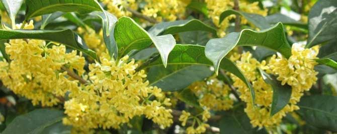 桂花真的产蜜吗