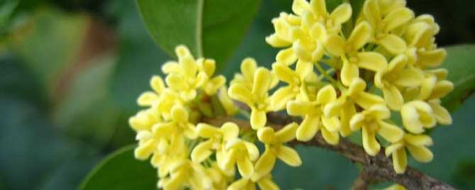 桂花蜂蜜真的存在吗