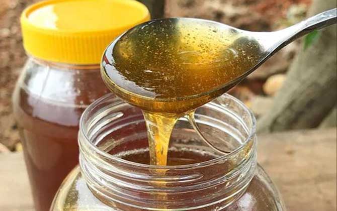 乌桕蜜的产量有多高