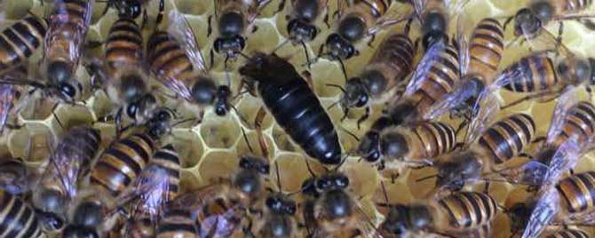 介王成功多久恢复产卵