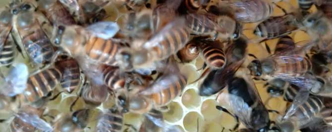 介王不围王笼了能不能放王