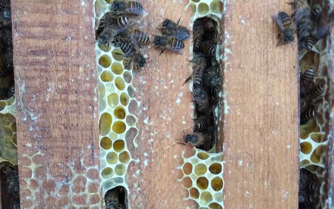 中蜂一繁六十是真的吗