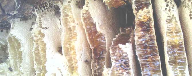 土蜜蜂几月份才能割蜜