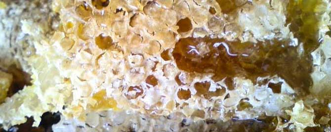 土蜂蜜怎么分辨真假