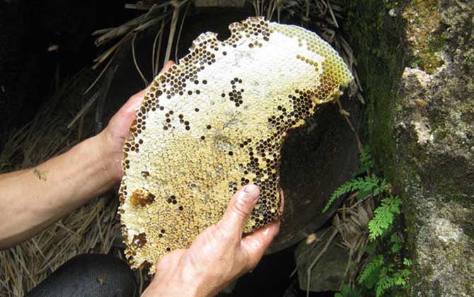 纯土蜂蜜一斤多少钱