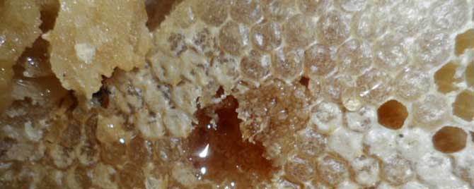 真正土蜂蜜是什么颜色