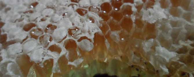 土蜂蜜是白色的吗