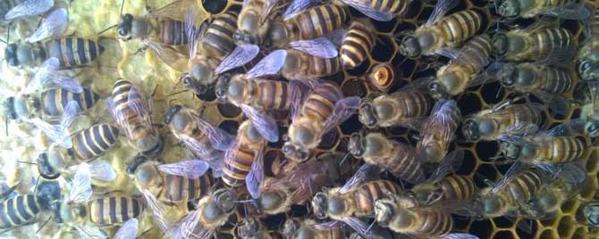 蜜蜂越冬糖什么时候喂