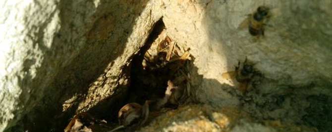 南方诱蜂一般几月最佳