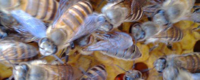 秋繁一脾蜂能出几框