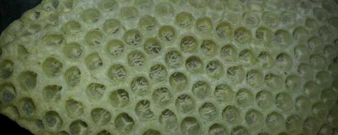 失王后工蜂产卵怎么办