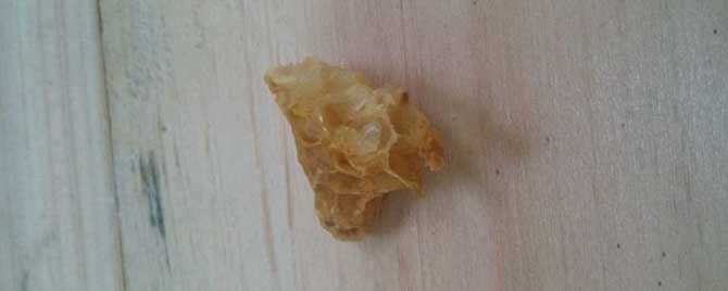 失王蜂群会不会自己造王