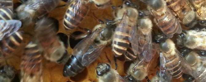 失王蜂群会不会飞走