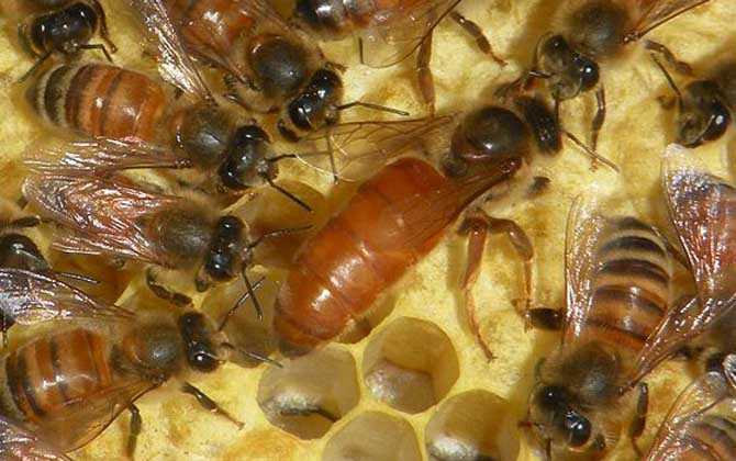 蜂王吃什么东西