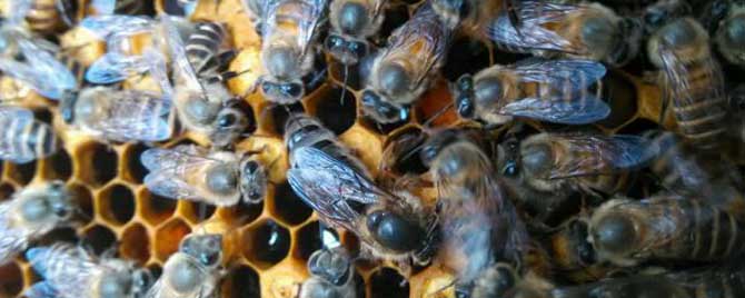 天柱中蜂和阿坝中蜂哪个好