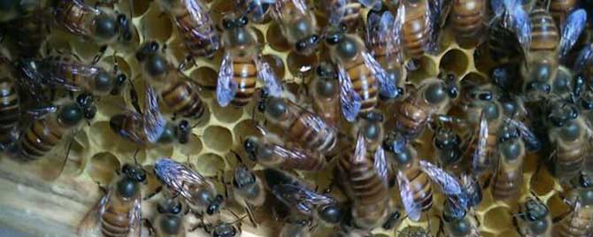 什么时候喂越冬蜂好