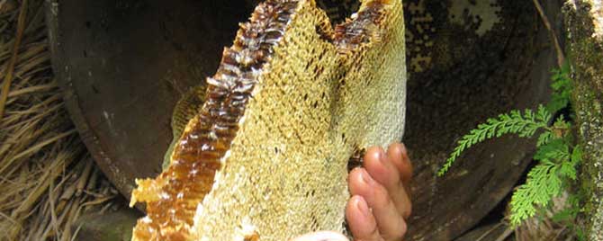 天然蜂蜜有保质期吗