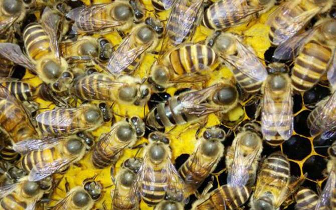 工蜂是怎么杀死老蜂王的