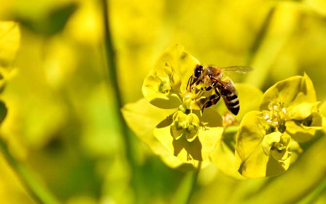 普通工蜂和侦查蜂怎么区分
