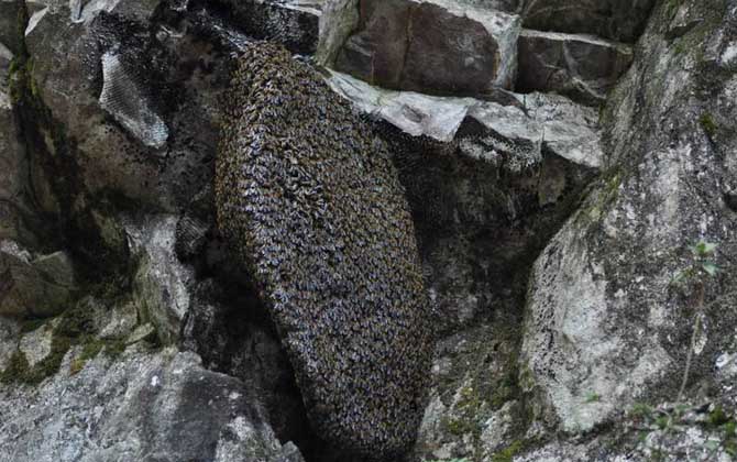 黑大蜜蜂是什么蜂