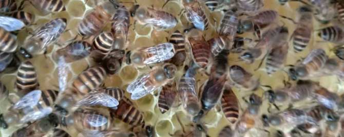 一箱蜜蜂失王了怎么办