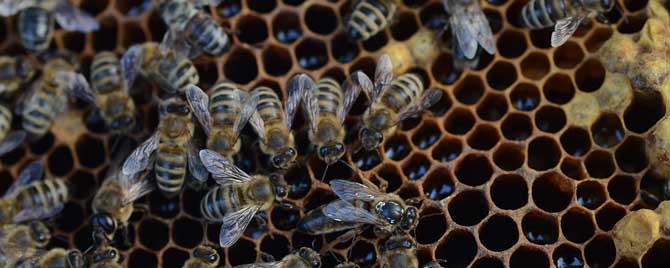 一框蜂怎样繁殖快