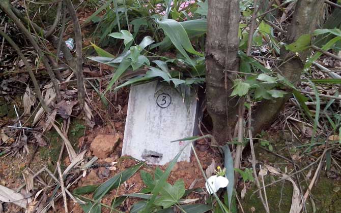 诱蜂箱来了十几只蜂能诱到吗