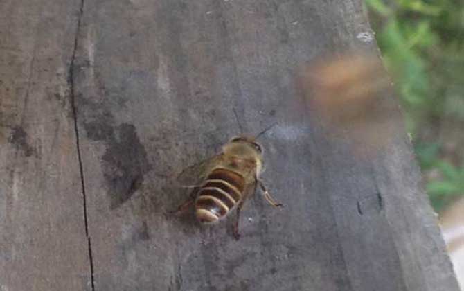 怎样吸引侦查蜂前来侦查