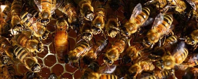 意蜂怎样介王最安全