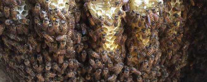 诱蜂桶最合适放在哪里