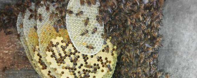 诱蜂桶什么颜色最好