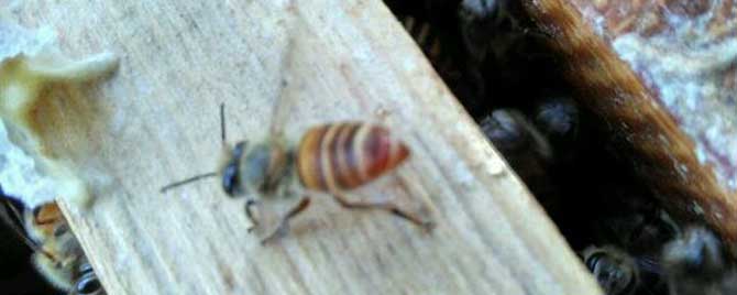 两群蜂怎么合并成双王群